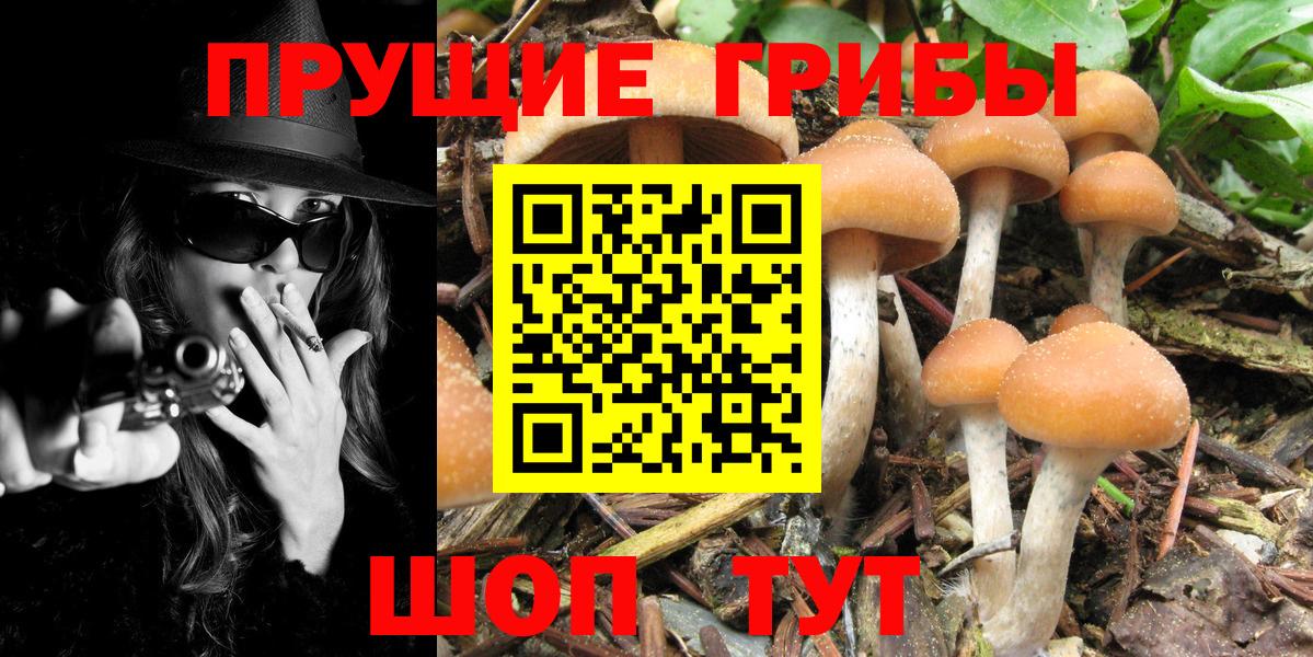 где можно купить наркотик  Вход с VPN  Чехов  Галлюциногенные грибы мицелий 